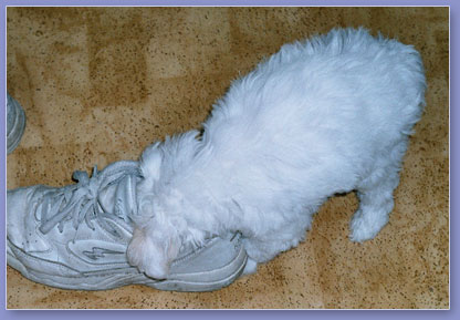 Amadeus and a shoe