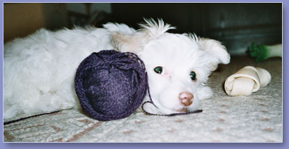 Amadeus and a ball of yarn