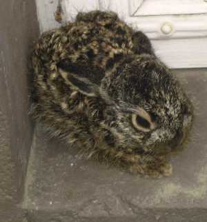 Wee bunny from our backyard