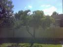 A tree in the backyard