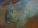 A wombat