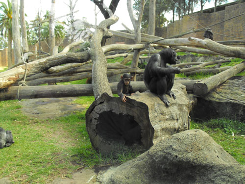 Baby chimp