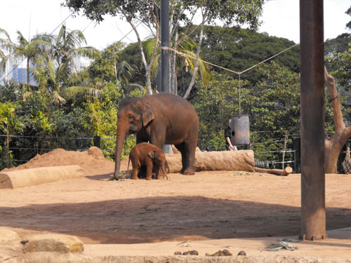 Baby elephant called Luk Chai