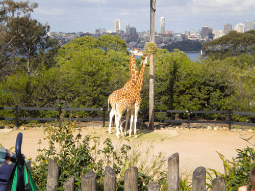 Giraffes munching away in Taronga