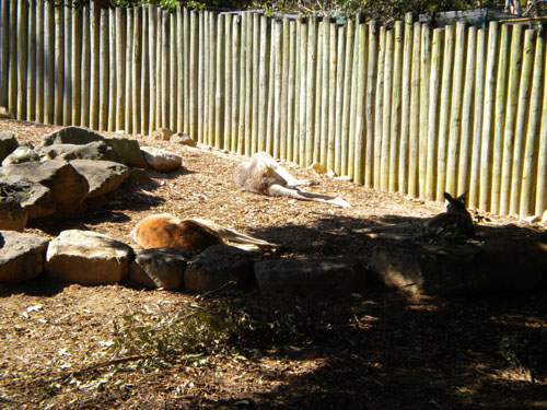 Lazy kangaroos