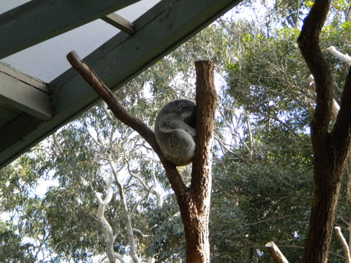 A sleeping koala