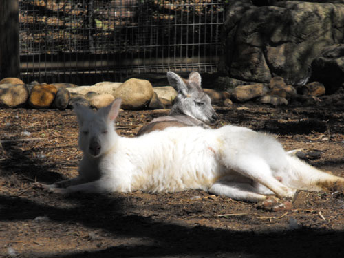 Albino kangaroos