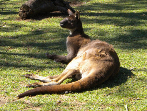 An alert kangaroo