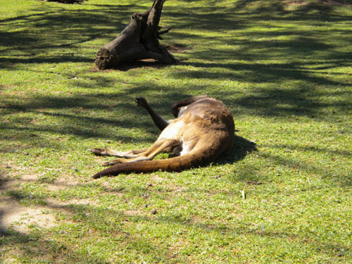 They have also lazy kangaroos here
