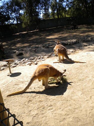 Kangaroos