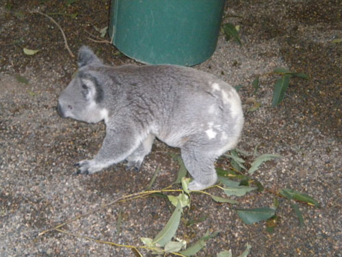 A walking koala
