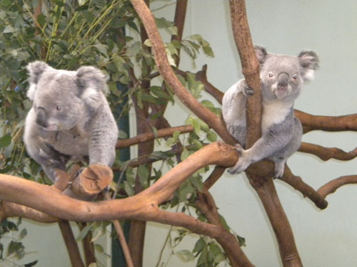 Koalas, awake for a change!