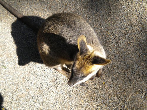 A tame wallaby