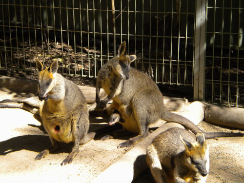 Wallabies had babies