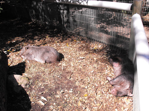 Wombats - sunbathing!