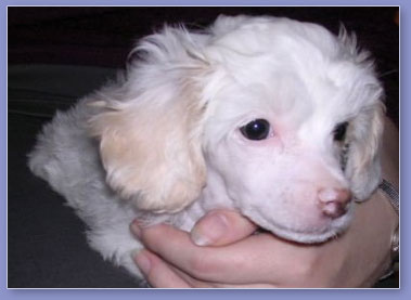 Amadeus, 8 weeks old